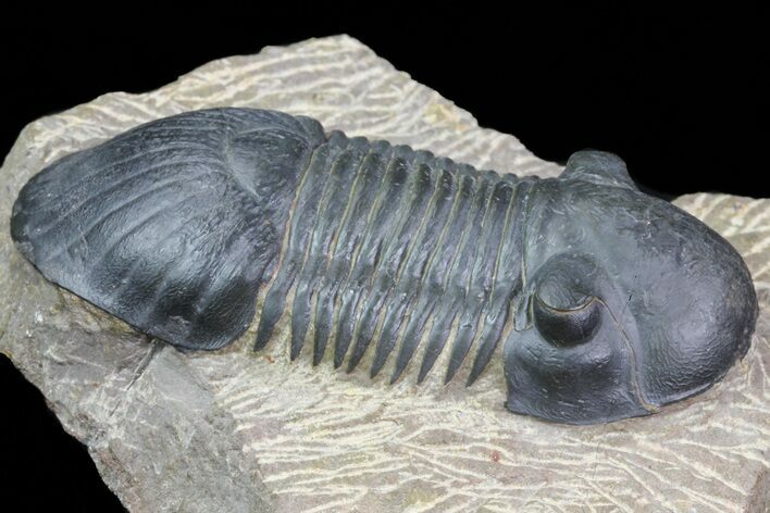 Paralejurus Trilobite Fossil - Excellent Specimen #75575
